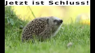 Ada-Programmierstream (Civ-Klon programmieren)