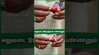 ஜாதிக்காய் அறுவடை இப்படித்தான் பண்ணுவாங்க | Jathikkai harvest | nutmeg #jathikka_thottam #farming
