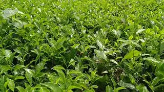 Green tea Garden.