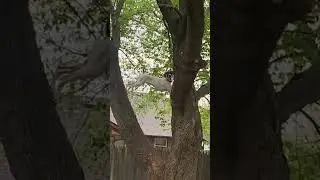 German Shorthaired Pointer Climbs Tree