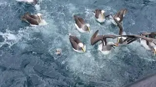 Buller's Albatross, Northern, 13 January 2016, Chatham Islands