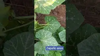 #zapallo anco#zapallo #zapallar#tierra #plantas  #vida