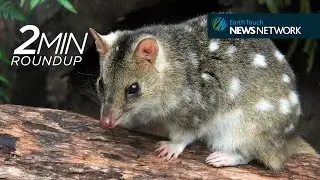 Comeback quolls, a shark 'maternity ward' & rare gorilla footage