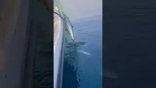 Tuna Net Fishing #shorts #ytshorts #shortsfeed #fishing