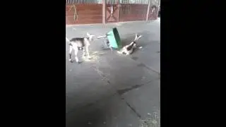 Funny Goat Fail