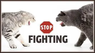 Sound To Stop Cats Fighting
