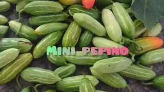 Mini pepino no muro e cerca elétrica 🤭 #Colherpepino