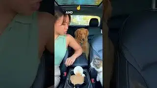 Cat Snitches on Dog&hellip; But Her Paw is CLEAN? 🐱#catsnitch  #dogblame  #funnypets