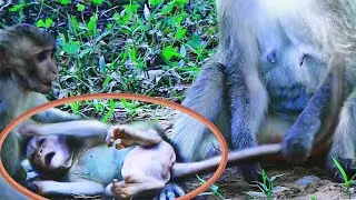 Are you wanna kidnap newborn monkey Quinton? | Wow Daily