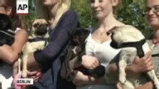 Raw: Pug Lovers In Germany Celebrate The Breed