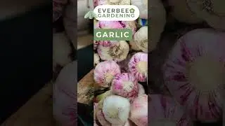 5 Companion Plants for BOK CHOY | EVERBEE GARDENING