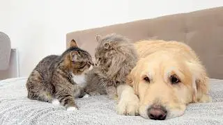 Golden Retriever Teaches His Jealous Cats to Love Each Other!