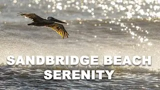 Sandbridge Beach Serenity | Peaceful Ocean Waves and Coastal Beauty