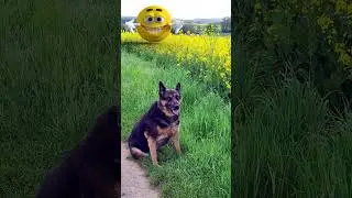 #красота спасет мир #germanshepherd #немецкаяовчарка