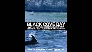 Black Cove Day Taiji Japan February 2, 2026. Don't buy a ticket for dolphinarium! (read description)