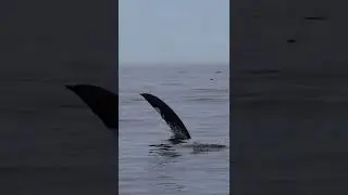 Do you know which species of #dolphins are these? #wildlife #dolphins #wildlifephotography #funny