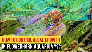 How To Control Algae Growth In Aquarium? - must watch - Best ways suggested