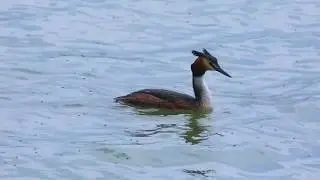 Am Innstau bei Eglsee