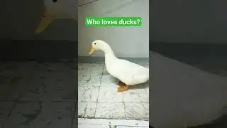my duck walking #duck  #duckpet #petduck