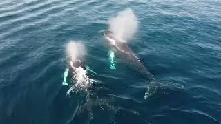 Humpback whales sing beautifully...