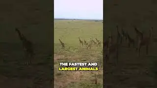 Discover the Astonishing Adaptations of Giraffes in African Grasslands #shorts