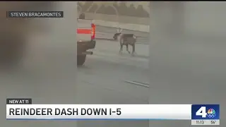 Reindeer dash down 5 Freeway in the San Fernando Valley
