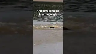 Jumping Arapaima Amazon Jungle #untamedagling