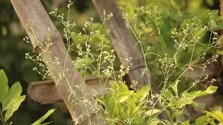Nature And Wildlife Video II best natural history videos II @4kvideo relaxing nature video