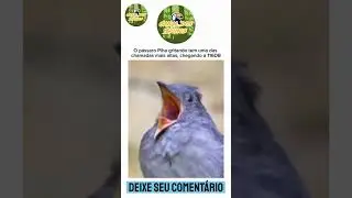P&aacute;ssaro Piha: Canto impressionante