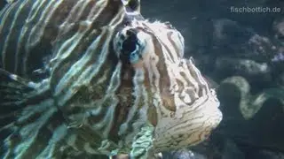 [HD] Huge and fully grown devil firefish / Rotfeuerfisch @ Allwetterzoo M&uuml;nster [22/30]