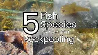 5 Sea Fish Species UK (High Quality Underwater Video of Wild Fish)
