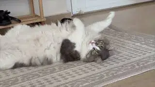 Cute cat Margo 