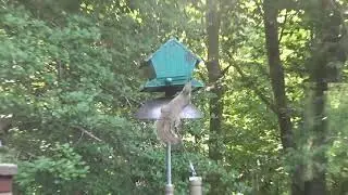 SQUIRRELS, BAFFLES AND OUR BIRDFEEDER