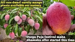 All rare Imported dwarf vareity mango plants available our nursery online delivery available 