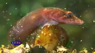 Присоска толсторылая. Lepadogaster candollii. Connemarra clingfish
