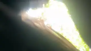 Pigeons swarm phone 3