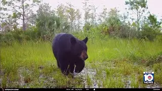 FWC commissioners to vote on December Florida black bear hunt