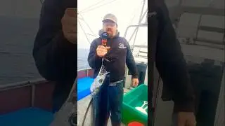 Twenty Nine Pound Albacore Tuna! #fishtough #fishing #seafood