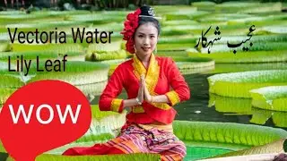 Discovering the Beauty: Topi Victoria Water Lily / world study
