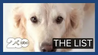 The Science of Dogs | THE LIST