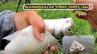 MANCING RARANCAK DAPET TAWES BABON LAGI‼️