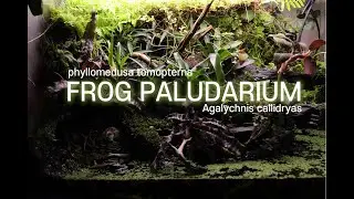 팔루다리움 속 일상들 ㅣ 개구리 팔루다리움 ㅣFROG PALUDARIUMㅣAgalychnis callidryasㅣphyllomedusa tomopternaㅣvivarium