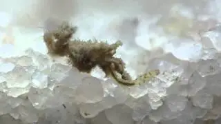 Ischnura elegans & Co