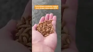 Maggot sebagai pakan ikan alternatif
