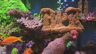 🌟Display Tanks at BPK: Stunning Mix of LPS & SPS Corals! #reef #coralreef #reeftank #reeflife