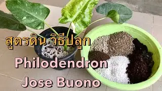 สูตรดิน วิธีปลูก Philodendron Jose Buono  | Ep.33