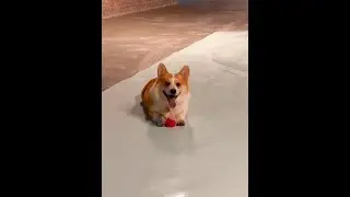 Cute Puppies 🥰&hearts; super funny Corgi &hearts; #shorts #2025
