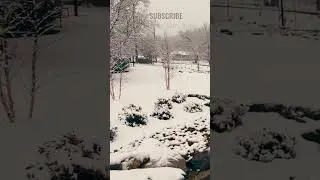 Soothing Snowfall in the Forest ❄️🌲
