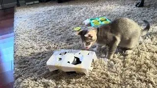 Poogie&rsquo;s puzzle time!