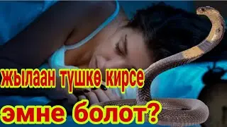 ЖЫЛААН түшкө кирсе ЭМНЕ БОЛОТ?